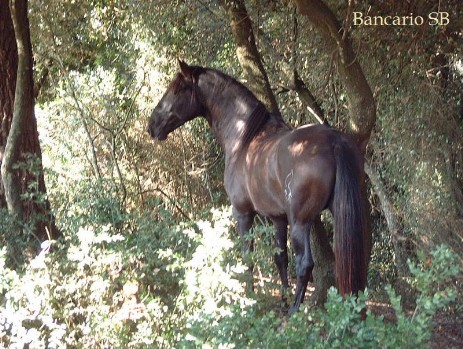 CABALLO RAZA  ESPAÑOLA