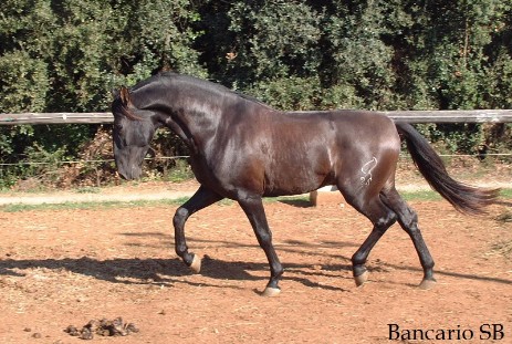 CABALLO PURA RAZA ESPAÑOLA